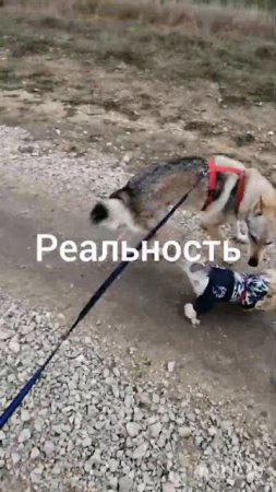 Каникросс: ожидание / реальность :)
