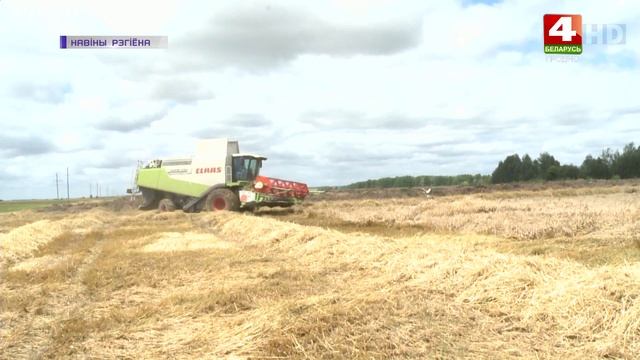 В Беларуси стартовала уборка пшена и гречки. | Новости Гродно 26.08.2022 смотреть онлайн