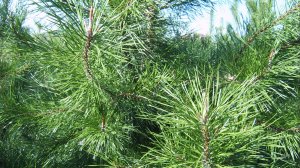 Сосна Скрученная/Pinus contorta