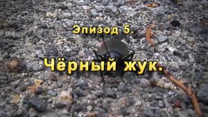 Эпизод-05 Чёрный жук