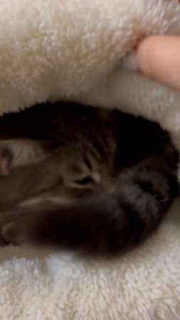 Котя 🐱