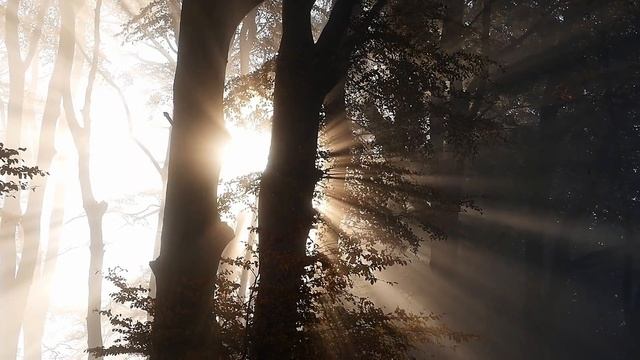 прекрасные звуки леса#rain #rainsounds #relax смотреть онлайн