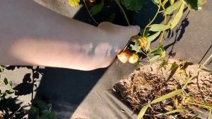 Клубника Вивара — обзор гостьи из Италии