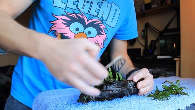 74.Mikrozorium (narrow leaf) - Golenie. смотреть онлайн