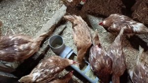 Снижение яйценоскости у кур