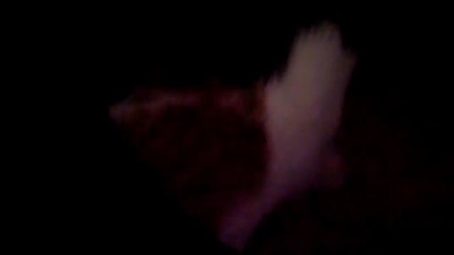 Кошка и котята.avi смотреть онлайн