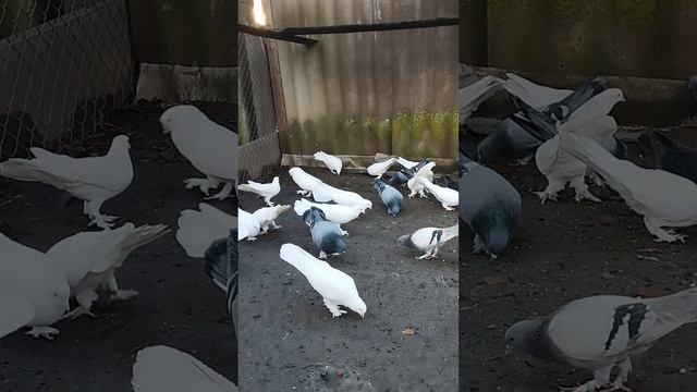 Бакинские Бойные на Кубани у Владимира Николаевича Калинина смотреть онлайн