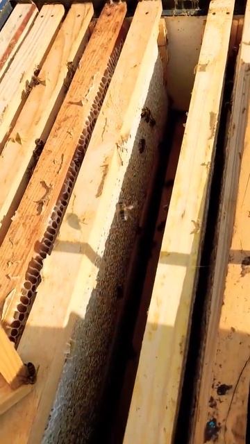 МАЙСКИЙ МЁД. Акация 20.05.2024 #пасека #мёд #соты #bee #пчелы #пчеловодство #хобби смотреть онлайн