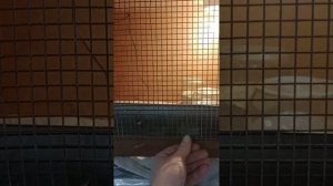 первая инкубация перепелинных яиц
