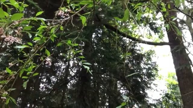 Nest with 2 baby birds смотреть онлайн