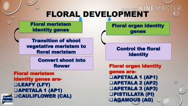 Flower Development Genes in Arabidopsis || CSIR-NET | GATE | BARC | Plant Biology