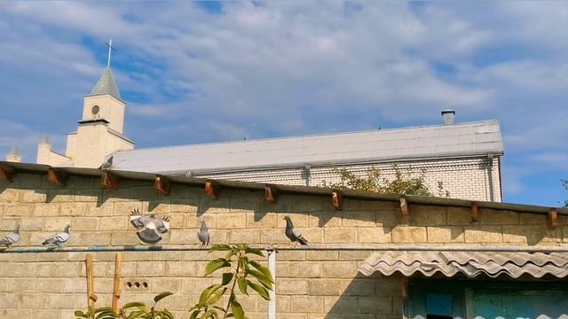 Почтовые голуби размножаются и тетеревятникHoming pigeons breed and goshawk