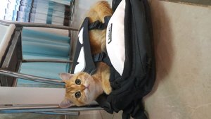 фокусы и много другого