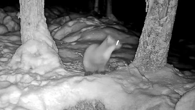 Куница чем-то недовольна (со звуком!!) смотреть онлайн