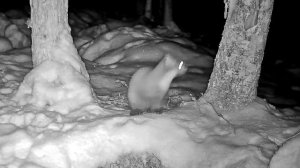 Куница чем-то недовольна (со звуком!!)