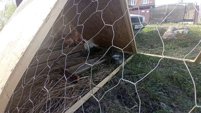 Трагедия в курятнике смотреть онлайн