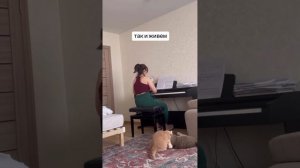 подборка видео с котиками