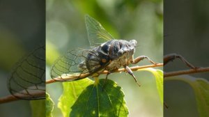 Звуки поющих цикад
