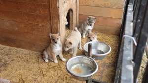 Обед щенкам без выхода