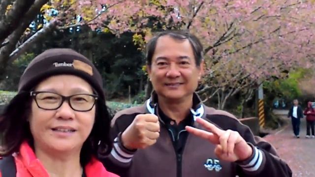 草坪頭賞櫻花，櫻花瓣飄落宛如三月雪花飄 смотреть онлайн