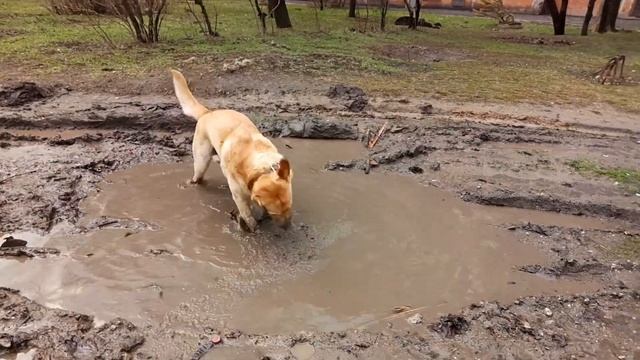 Лабрадор Прайм. ГРЯЗЬ!!!!!! ЛУЖИ!!!! смотреть онлайн