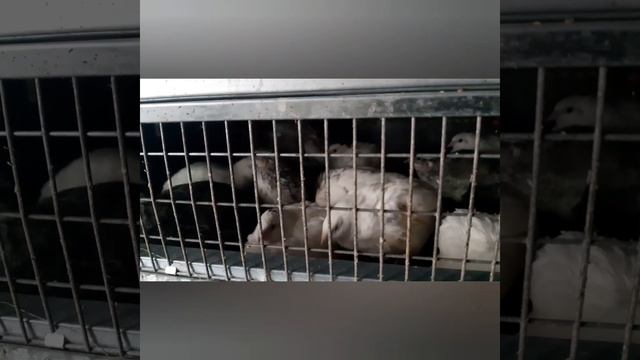 переселение перепелов в клетку #перепела #цыплята смотреть онлайн