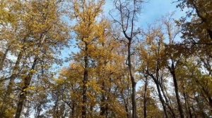 Золотая осень в парке городском