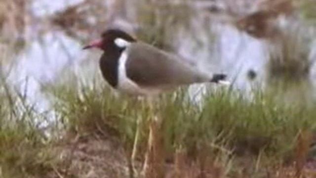 Red-wattled Lapwing (Vanellus indicus) смотреть онлайн