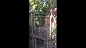 Клен ложнозибольдов-надежнее японского
