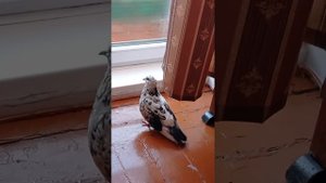 домашний голубь , хочет на прогулку 🤣