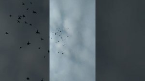 САМАРКАНДСКИЕ БОЙНЫЕ ГОЛУБИ ЧАСТЬ 4