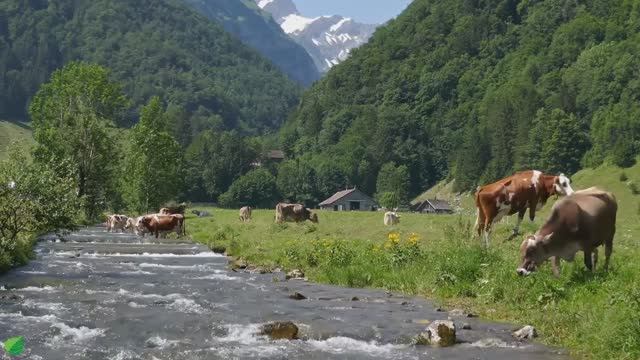 Музыка лечит сердце и сосуды🌿 Успокаивающая музыка восстанавливает нервную систему, расслабляет №20