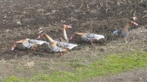 Флюгера диких птиц.