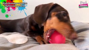 PU3035PK Игрушка для собак. Люминесцентный мячик светящийся в темноте, диаметр 6 см.