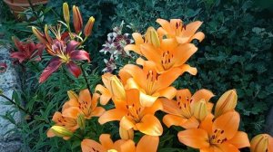 Новинки лилий. Лечу хлороз гортензии и плетистой розы.