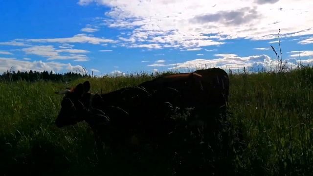 RELAX / BEAUTIFUL NATURE / COWS / РЕЛАКС / ПАСТБИЩЕ / КОРОВЫ / ПОЛЕ / ЛЕТО 2017 смотреть онлайн