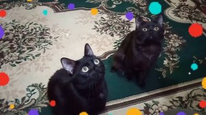 песня из фильма "Элвин и бурундуки" 😁