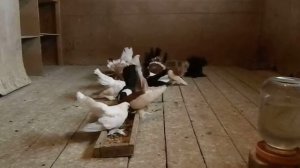 Статные Голуби Воронежа