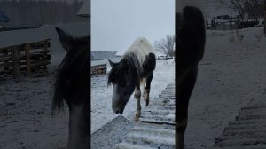 🐎🐎🐎🐎🐎🐎🐎