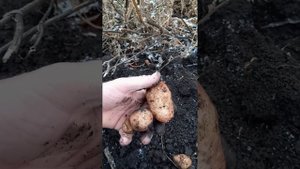 картофель Оксана 01.12.2024г.