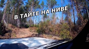 ПО ТАЕЖНЫМ ДЕЛЯНКАМ НА НИВЕ. ЛЕС ПОСЛЕ ПОЖАРА.