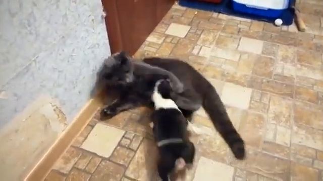 Микрогрызлик побеждает гигантского котообразного. смотреть онлайн