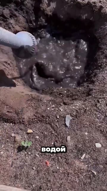 Как выращивать ПЕКИНСКУЮ КАПУСТУ🥬🥬 #рекомендации #дача #советы #сад #огород #урожай#shorts#рассада смотреть онлайн