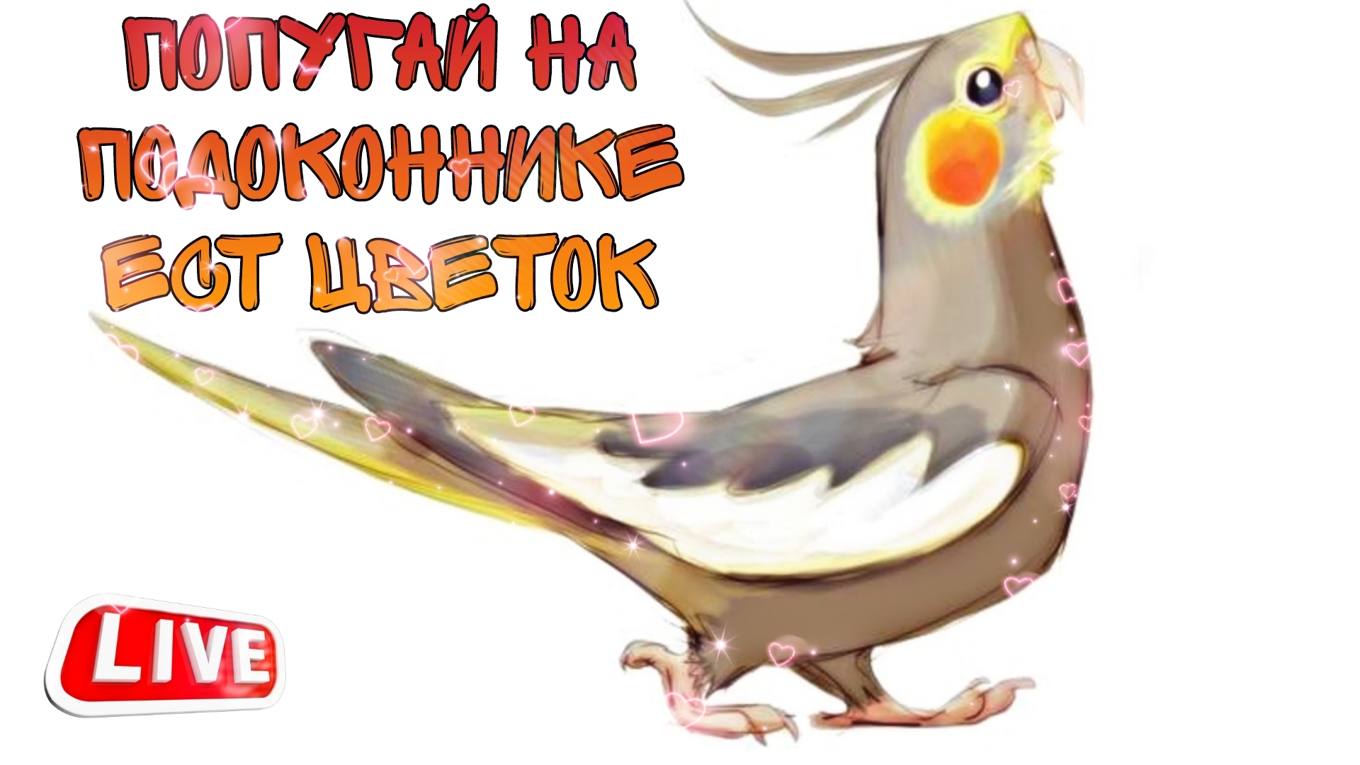 Попугай корелла гуляет на окне и ест цветы))