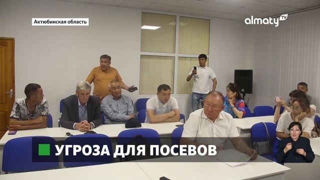 Нашествие саранчи: в Актюбинской области обработают 700 гектаров земель