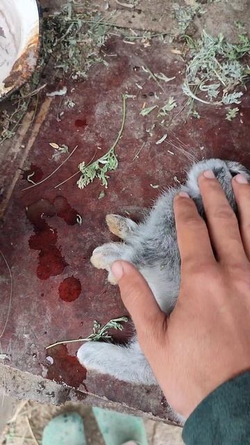 НЕТ НУ КАК КРОЛИК УМЕР НЕТ ОЧЕНИ ОБИДНО смотреть онлайн