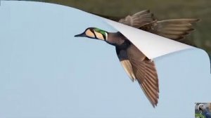 Голоса птиц: чирок-клоктун, или клоктун