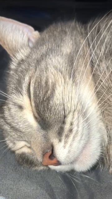 🐾  Лень посетила нас в воскресенье…. 🛋️
