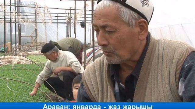 Араван: январда - жаз жарышы смотреть онлайн