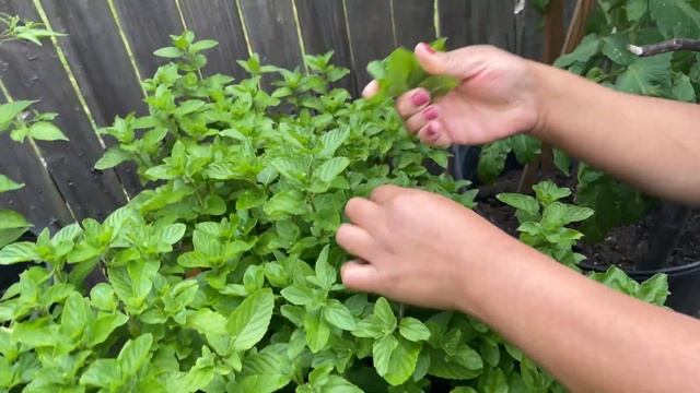 Carne asada смотреть онлайн